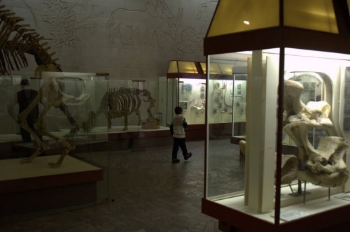 Палеонтологический музей 